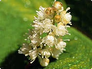 Cimicifuga racemosa - Wanzenkraut